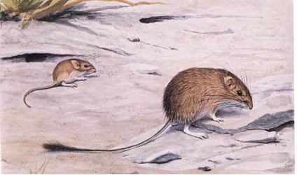 Souris de poche soyeuse cherchant des graines